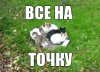 котейки на точке.jpg
